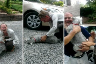 Un perro se desmaya de la emoción al ver a su dueña luego de dos años