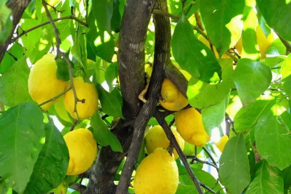 “El riego nos permitió mejorar en calidad y en cantidad”