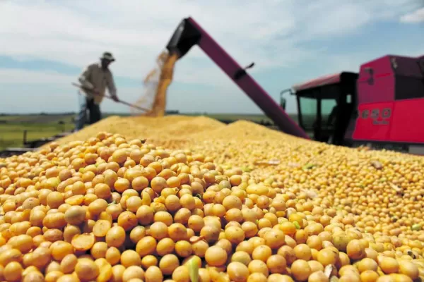 El productor de granos del NOA trabaja a pérdida