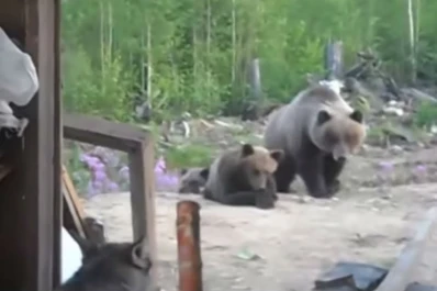 Filmó sus últimos segundos de vida antes de morir atacado por una osa