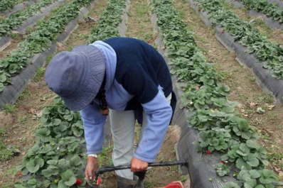 La campaña 2014 se retrasó porque faltaron plantines