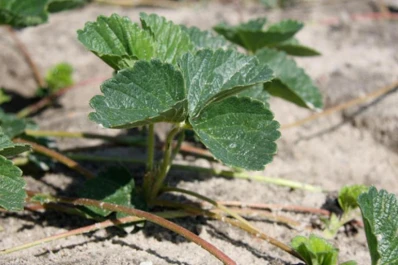 Los precios podrían mejorar si se vuelca menos fruta al mercado