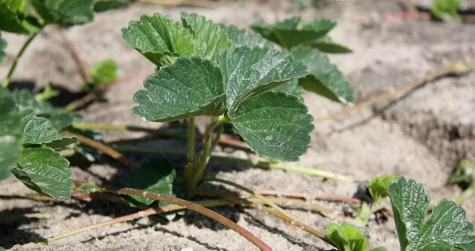 CALIDAD. En general, las plantas mostraron un buen estado sanitario. 