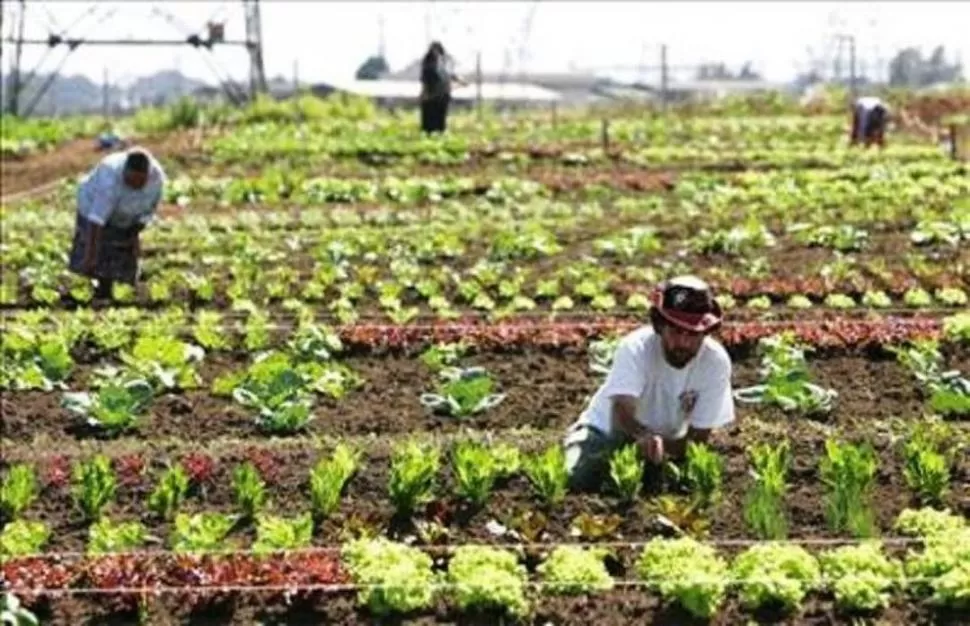 FORTALECIMIENTO. La Mesa promueve las buenas prácticas de producción.  