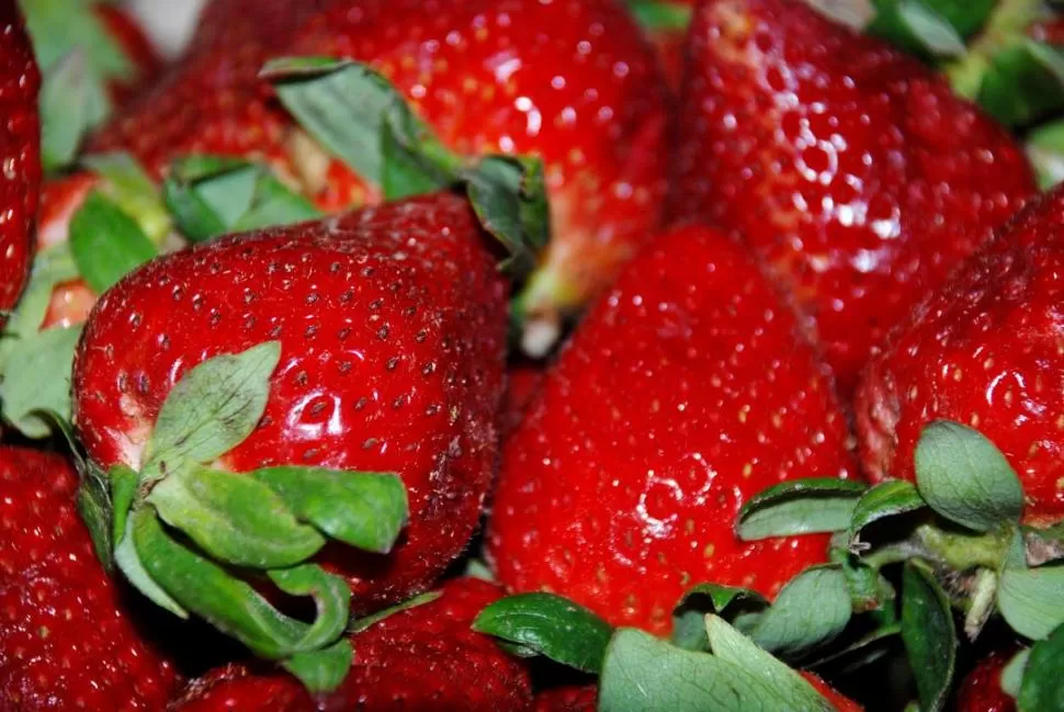 EL FRUTO ROJO. Desde hace varias semanas, los tucumanos están consumiendo las jugosas y coloradas frutillas que se venden en los mercados locales.  