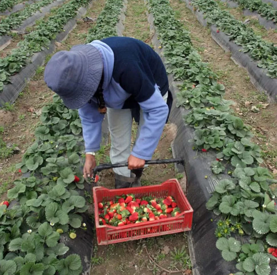 EN TUCUMÁN. Los cosecheros trabajan a buen ritmo en los campos.  