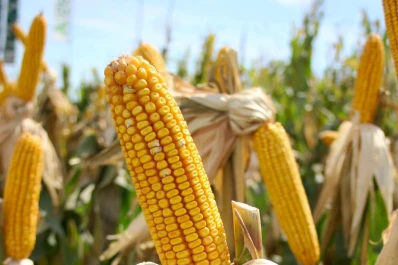 Gamboa: “La situación del maicero es bastante grave”