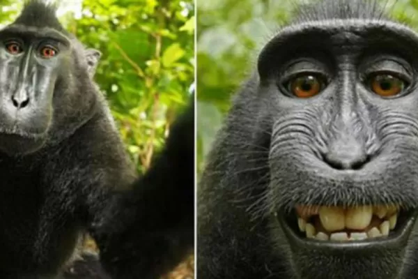 Selfie del mono: la Justicia definió quién es el dueño de la foto más famosa
