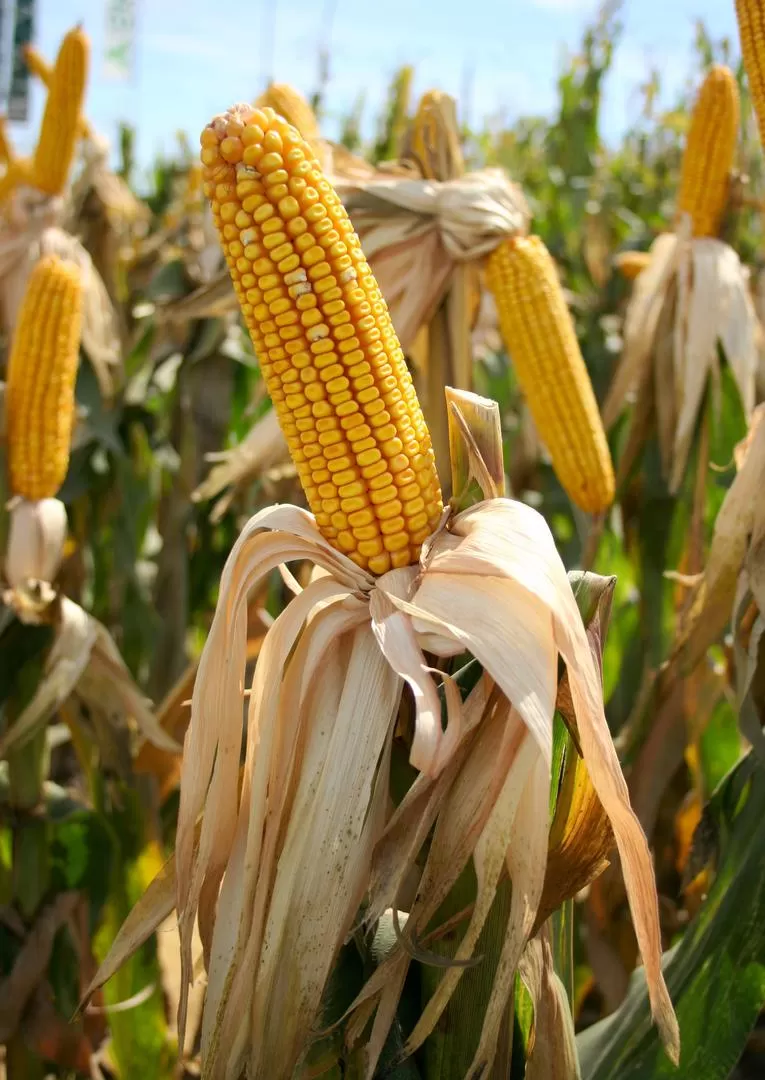 VARIABLES. Los rendimientos serán muy irregulares entre los productores. senasa