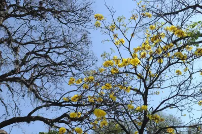 Una plaza de barrio Sur renace con nuevos juegos y una fuente