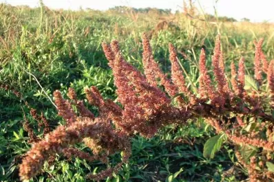 Las nuevas malezas resistentes obligarán al productor a diversificar el manejo de los cultivos