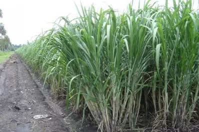 Técnicos jóvenes reflotan el proyecto de intercambio de informaciones para realizar el control quími