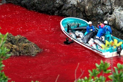 Japón da inicio a su matanza anual de delfines
