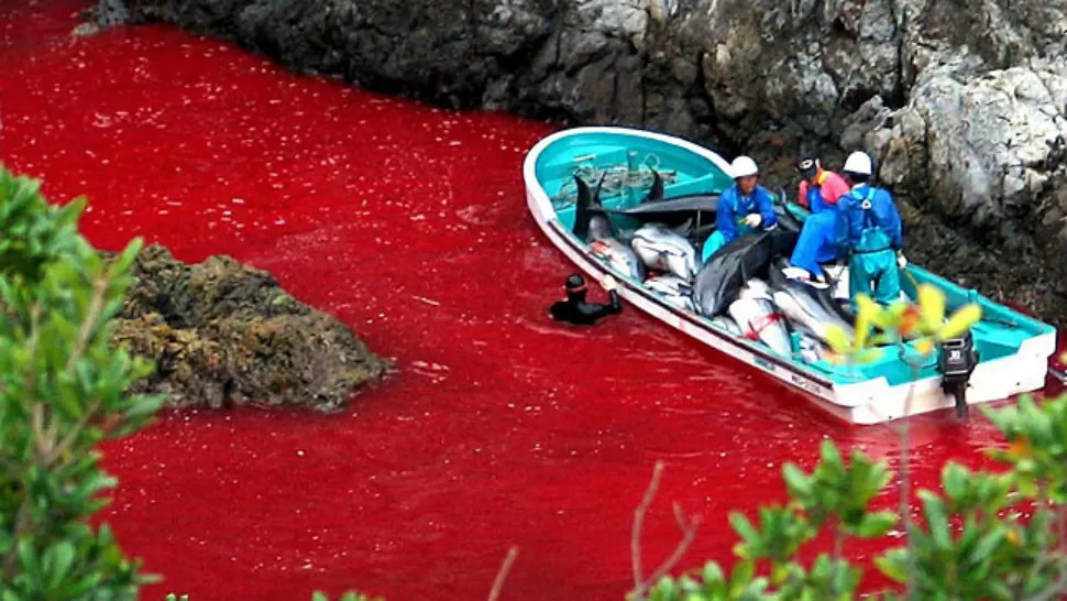 HORROR. Unos mil delfines son acorralados en una playa donde son asesinados mediante golpes . IMAGEN DE CNN.COM