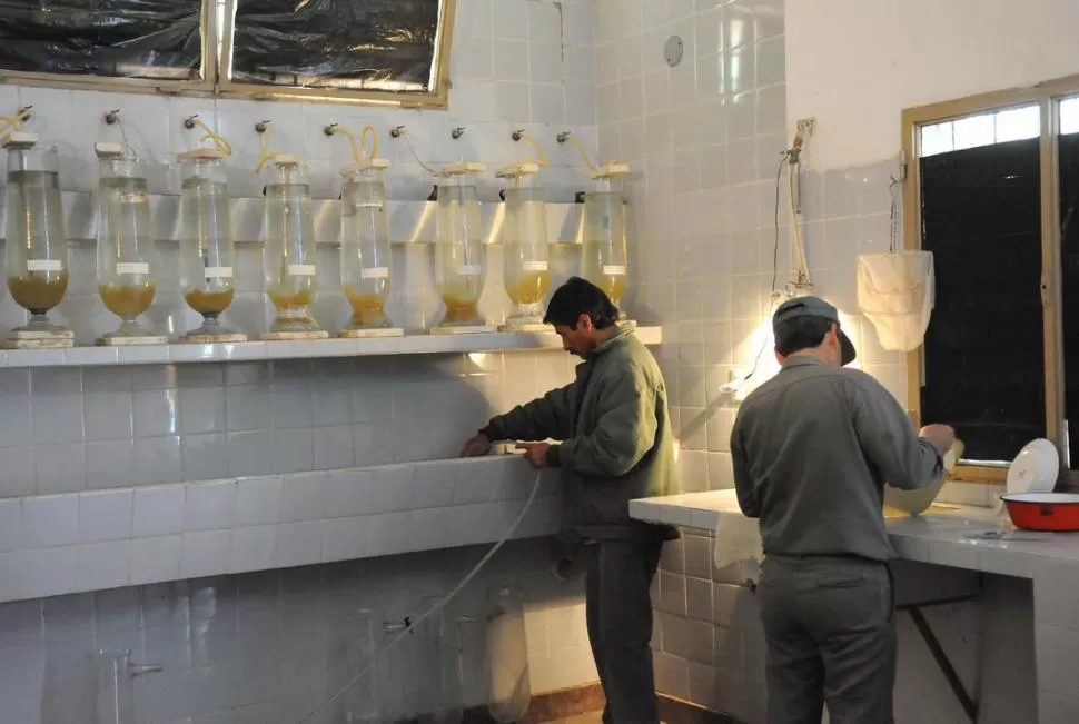 EN PLENA TAREA. Personal de Flora y Fauna trabaja durante varios días en el laboratorio de la estación de Piscicultura de El Cadillal. 