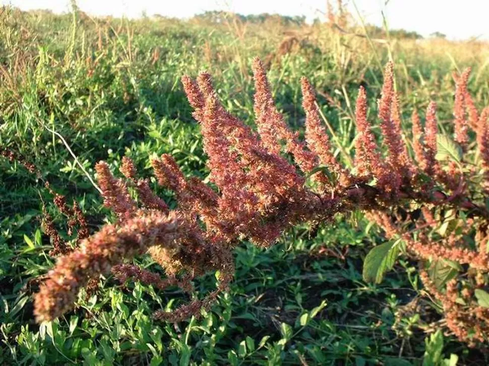 NO SE DEJA VENCER. El Amaranthus palmeri es una de las malezas de mayor resistencia ante el ataque químico que utilizan habitualmente los productores. aapresid.org.ar 