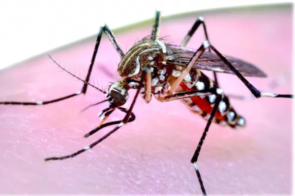 Los mosquitos “florecieron” con la primavera