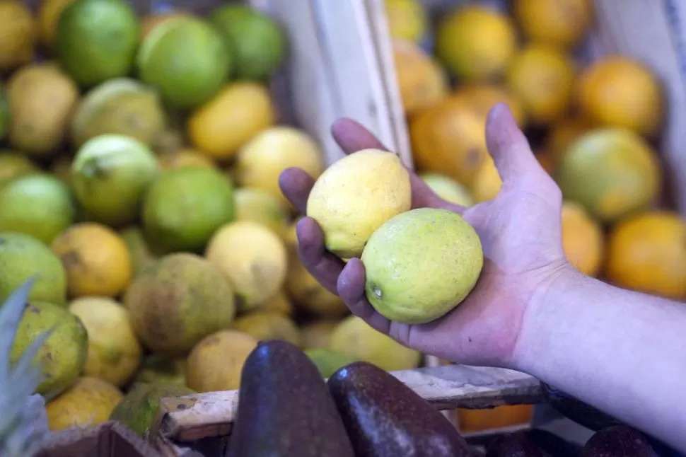 EN EMERGENCIA AGROPECUARIA. Los citricultores destacaron que la actividad atraviesa una difícil situación y que por eso cuesta conseguir limones. la gaceta / foto de diego aráoz