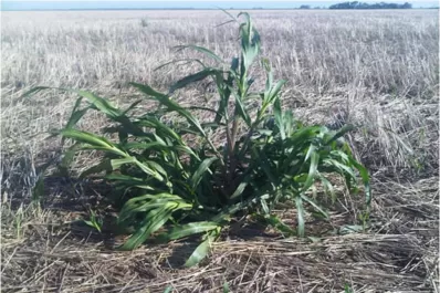 Hay “sorgo de Alepo”  y mucho “yuyo negro”