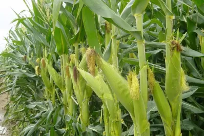 Altos costos y bajos precios comprometen la siembra de granos para la campaña 2014/2015