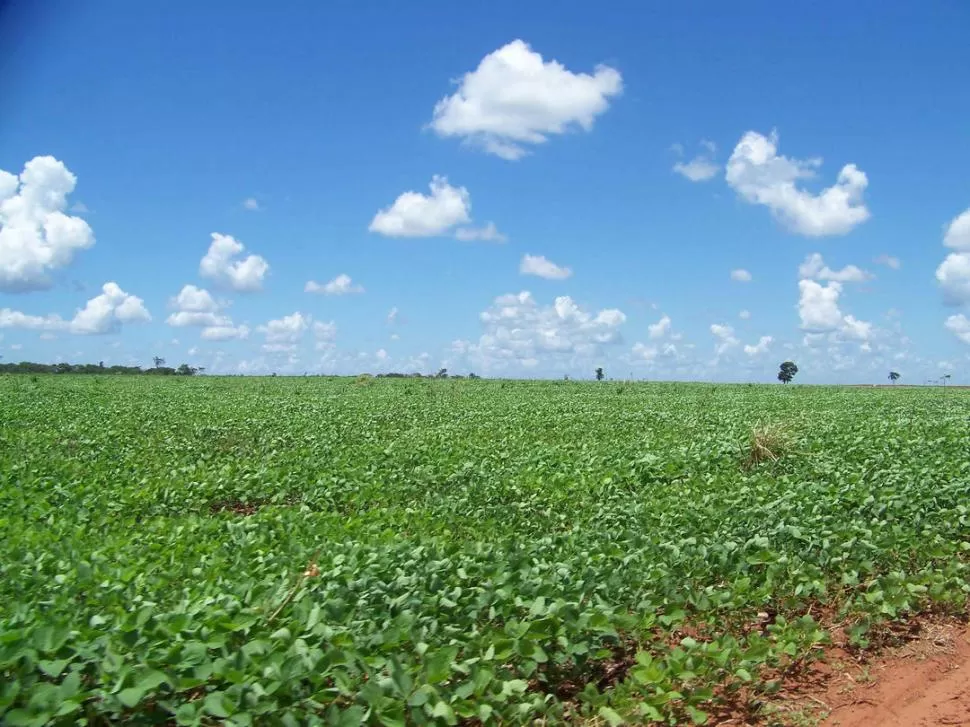 PREOCUPACIÓN. Definen si  los campos serán sembrados.  