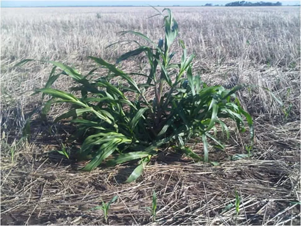 PELIGROSO. El “sorgo de Alepo” ataca tanto a la soja como a la caña. aapresid.org.ar