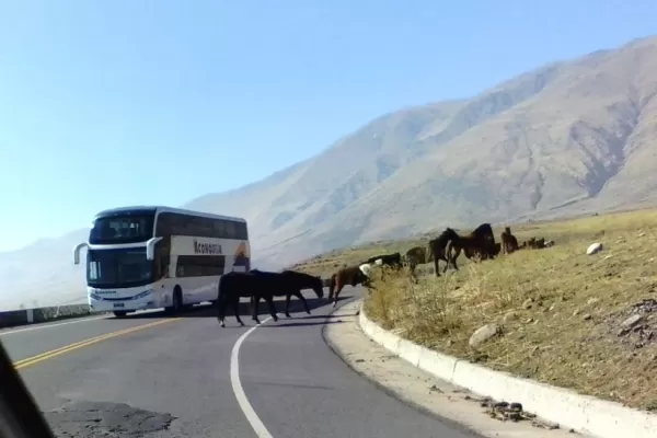 Para llegar a Tafí del Valle hay que esquivar los animales en la ruta