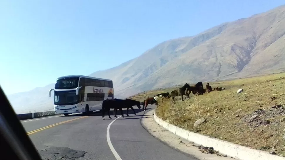 Para llegar a Tafí del Valle hay que esquivar los animales en la ruta