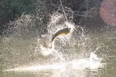 La veda de pesca del dorado se extiende por un año, en diques de Santiago del Estero