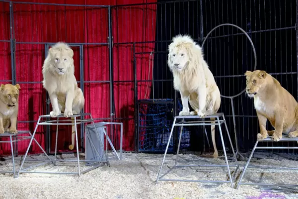 Quieren prohibir por ley los animales en los circos
