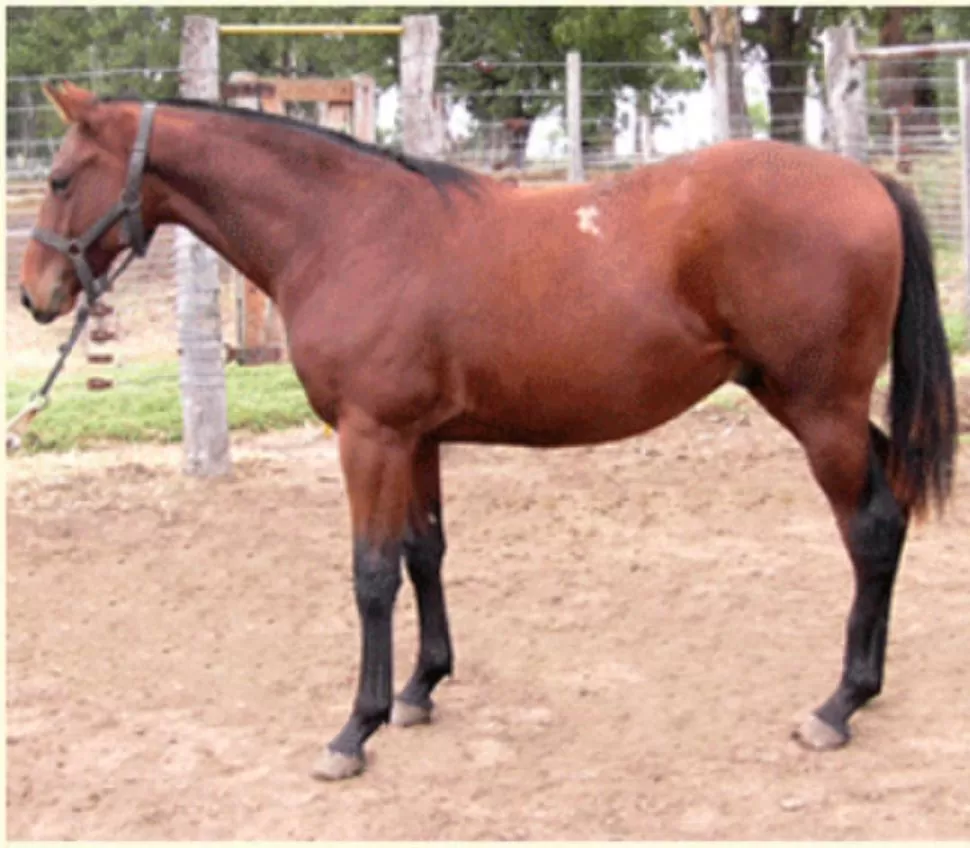 POTRILLO DE BUENA CALIDAD. ER Tifosi será uno de los potrillos subastados. 