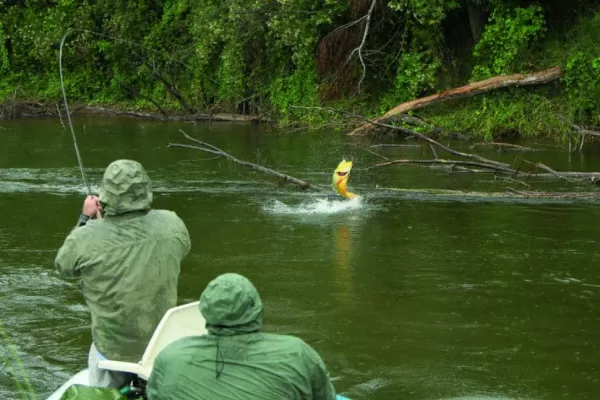 Investigando a los dorados
