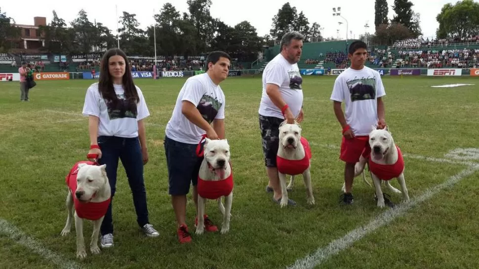 BESTIAS. Un criadero local prestó cuatro ejemplares de dogo Argentino para la presentación de Córdoba. No fueron cábala. 