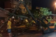 Un enorme árbol se derrumbó en Lavalle al 600