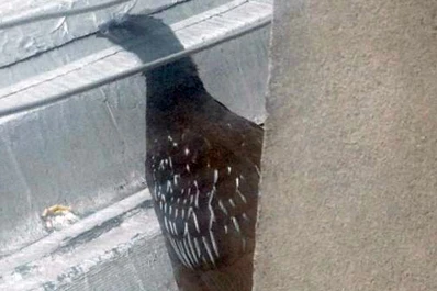 Insólito: hallan una pava de monte en un edificio del microcentro