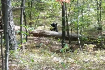 Fotografió al oso que luego lo devoró