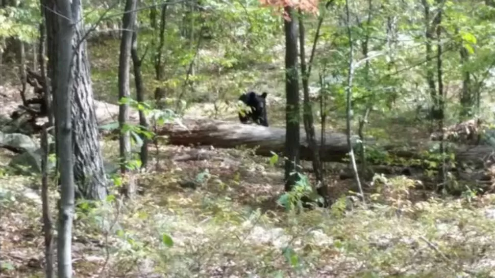 Imagen tomada de nydailynews.com