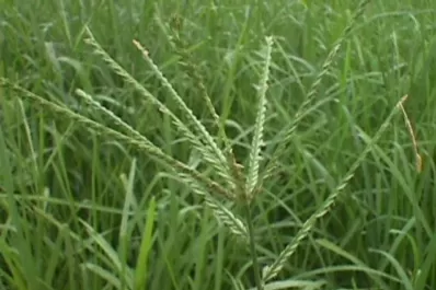 Nuevos tratamientos para manejar malezas