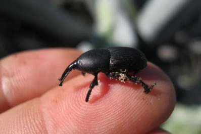 Las plagas exigen extremar el monitoreo