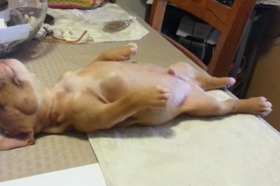 Un cachorro profundamente  dormido causa furor en YouTube