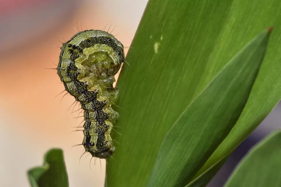 PELIGRO. La “Helicoverpa armigera” amenaza con comerse las plantas. 