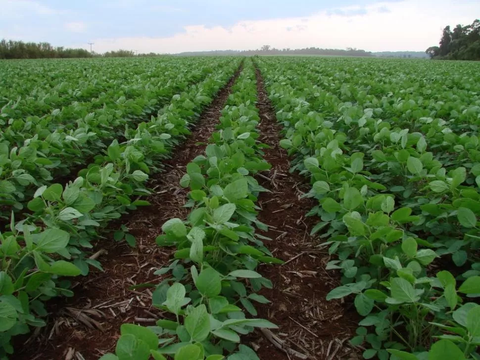 DESAFÍO. Si los suelos no pierden sus nutrientes, el productor se asegura lograr plantas que crezcan fuertes y puedan expresar su potencial de rendimiento.  