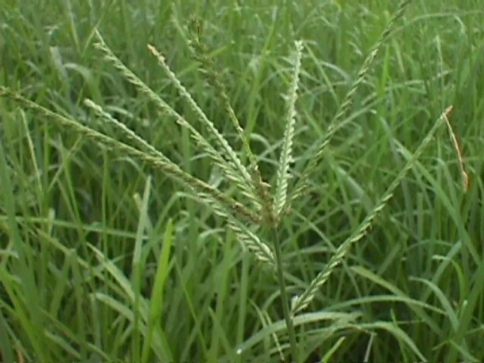 MUY DURA. “Eleusine indica” también es resistente al glifosato. 