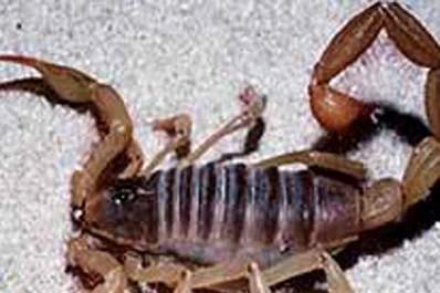 Un alacrán lo picó mientras esperaba ser atendido en el Centro de Salud