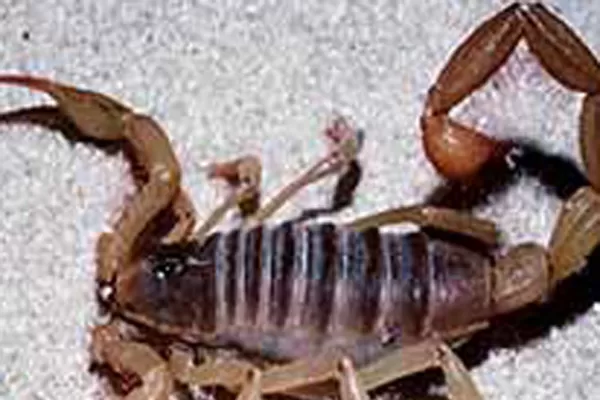 Un alacrán lo picó mientras esperaba ser atendido en el Centro de Salud