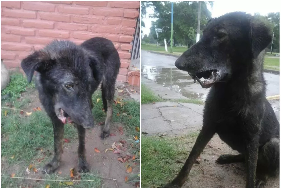 MALHERIDO. El perro sobrevivió a la explosión, pero necesita ayuda para curar. FOTOMONTAJE/ LA GACETA