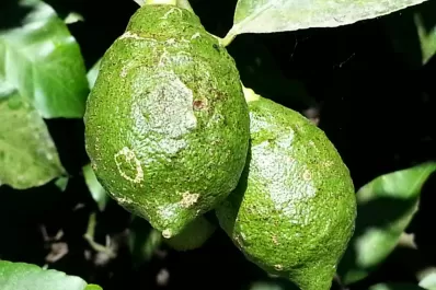 Las lluvias favorecen la presencia de hongos