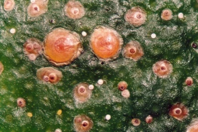 Monitorear insectos asegura la sanidad