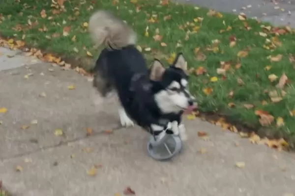 Un perro pudo correr gracias a piernas hechas en impresora 3D