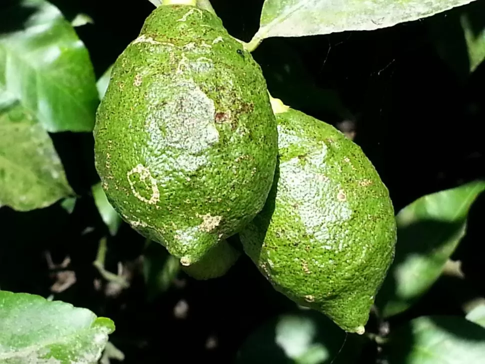 LLUVIAS. La presencia de hongos en fruto debe controlarse a tiempo. 